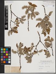 Foto von Salix caprea L.